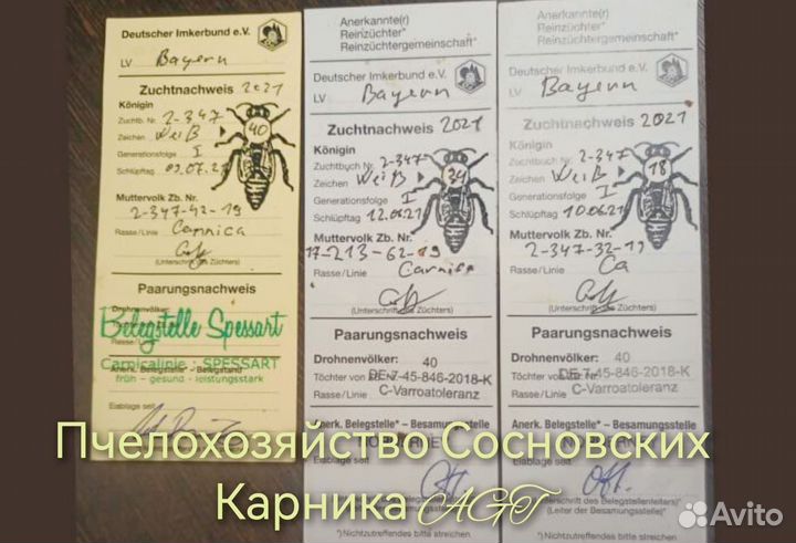 Пчелопакеты Карника 2025