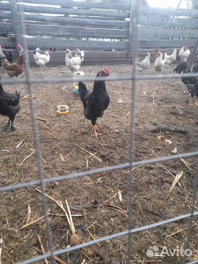 Молодые петушки