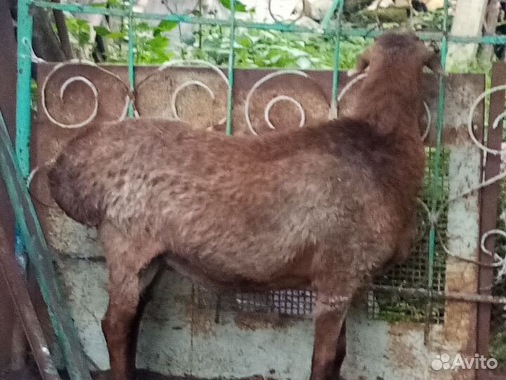 Баран, ярки курдючные