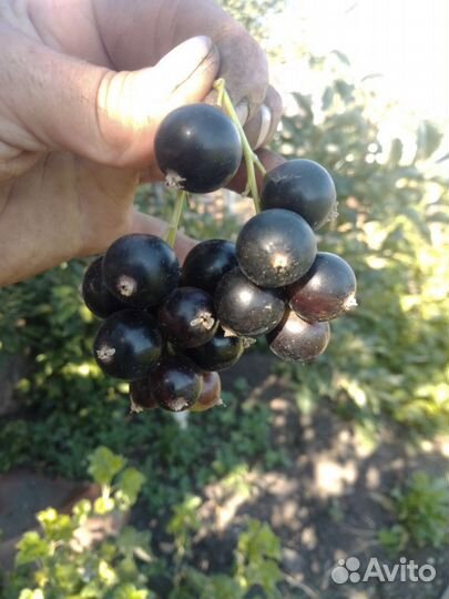 Черная смородина - саженцы