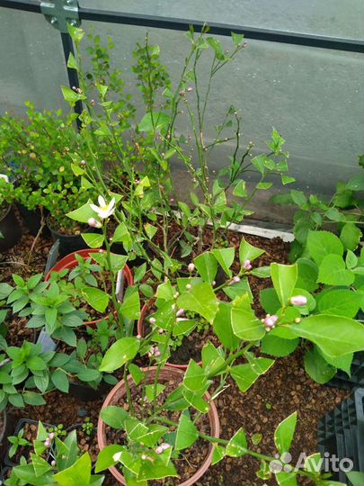 Лимон Мейера взрослый 1,2метра