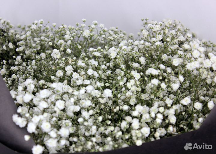 Букет Гипсофил. Гипсофила