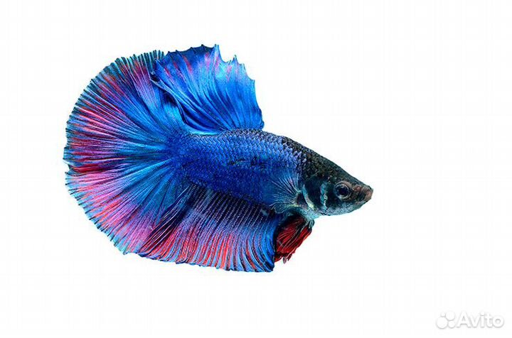 Рыбка петушок вуалехвостые и супердельта
