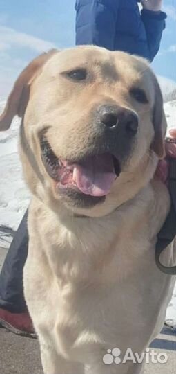 Кобель лабрадора вязка