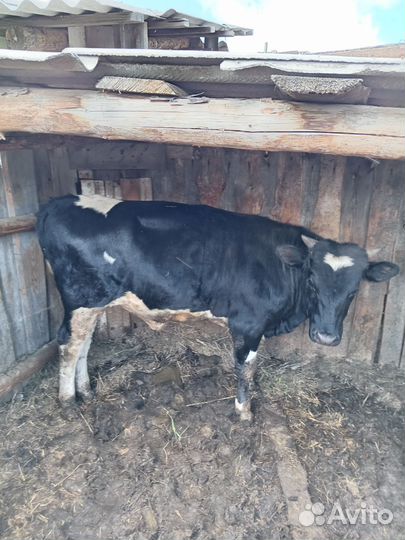 Бык 1г.1 месяц