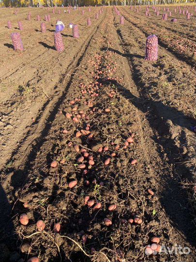 Картофель розара, оптом и в розницу