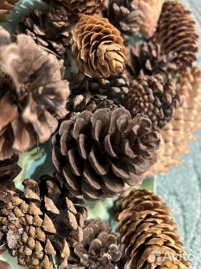 Шишки для поделок