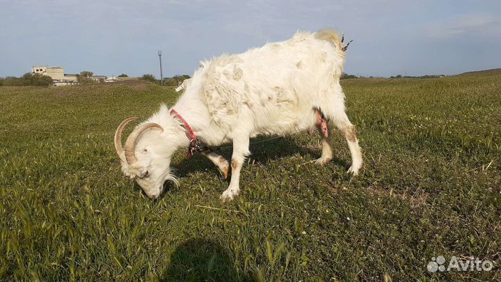 Козы дойные молочные, и 3 козленка