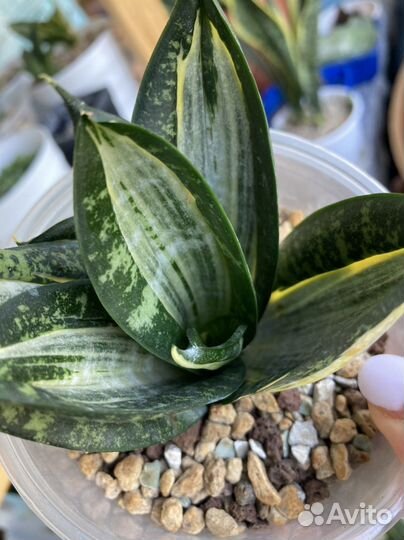 Футура Робуста, Лауренти, ханни зебра, стар роуз