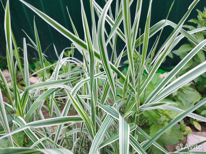 Растения для сада и дачи