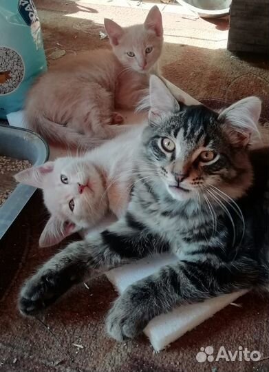 Котята в добрые руки
