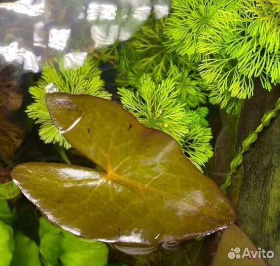 Аквариумные растения