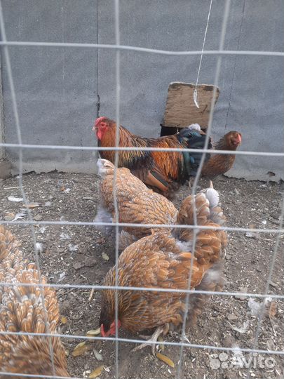 Семьи породной птицы