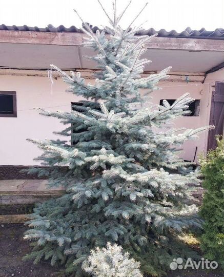 Ель зеленая сизая и голубая