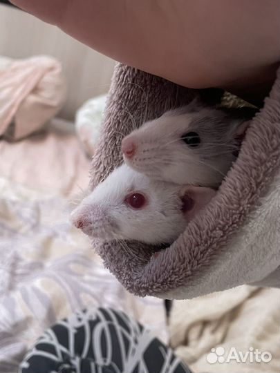 Крысята дамбо