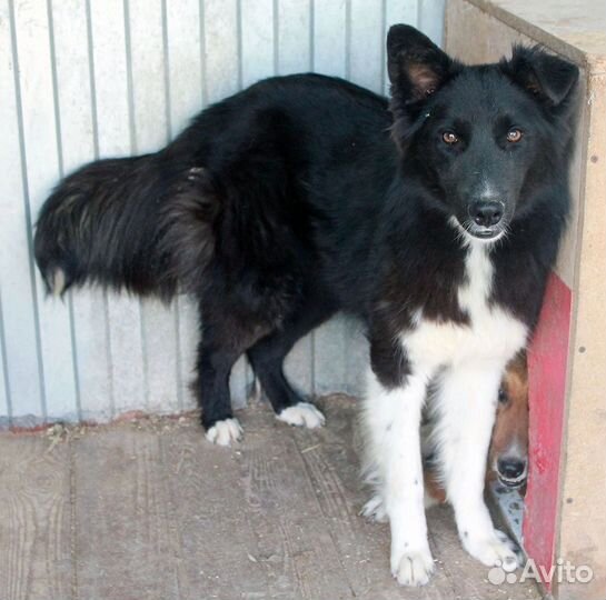 Красивая Собака