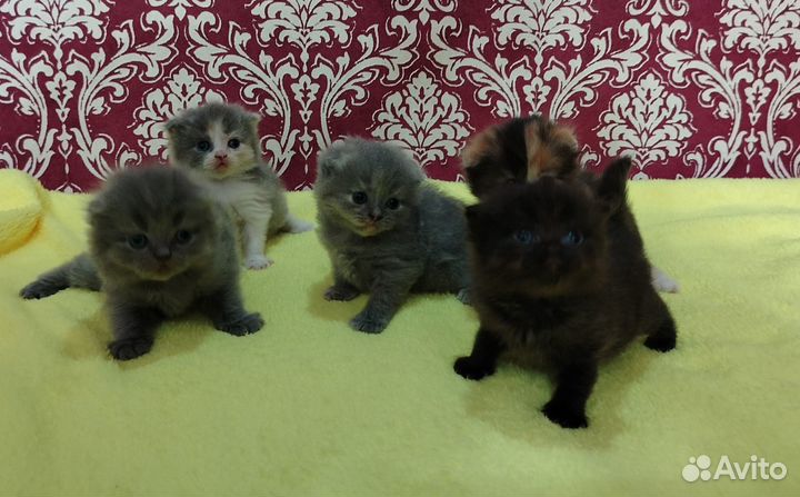 Котята хайленд фолд