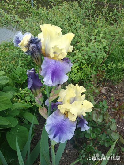 Ирисы