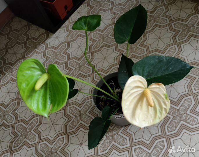 Антуриум, спатифиллум, Замиокулькас