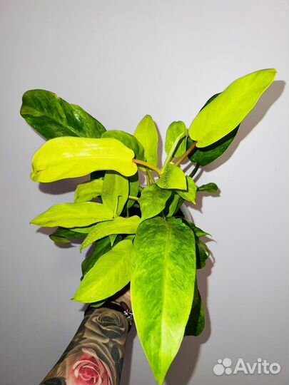 Филодендрон Тай Санрайс