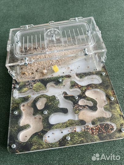 Продам муравьину ферму без муравьев