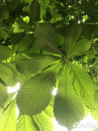 Каштан декоративный садовый