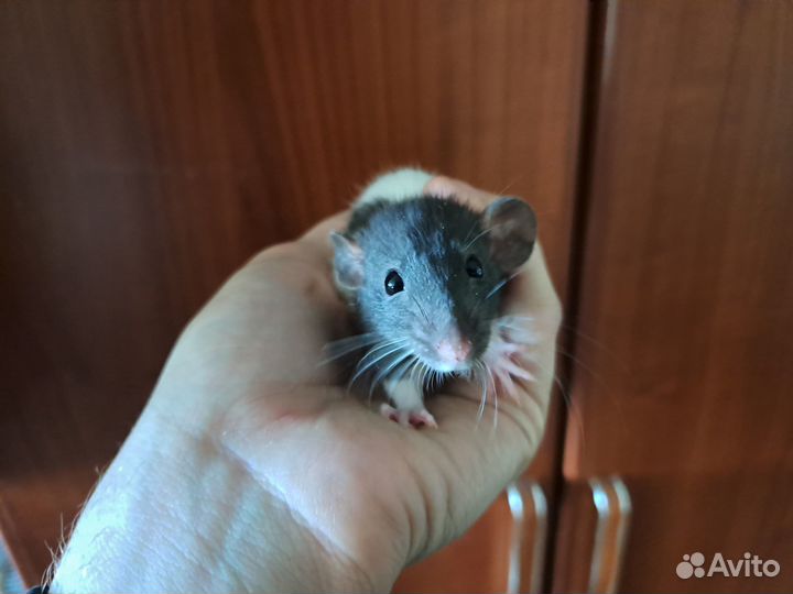 Крысята бесплатно