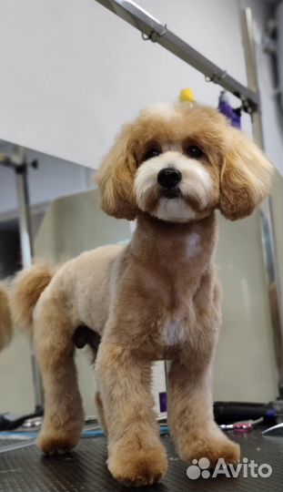 Грумер / Стрижка собак и кошек