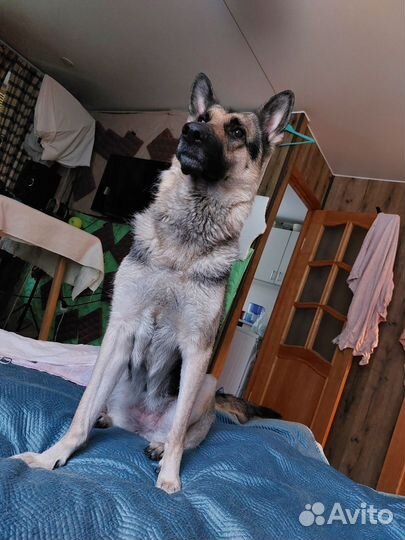 Вязка сучка Овчарка без доков