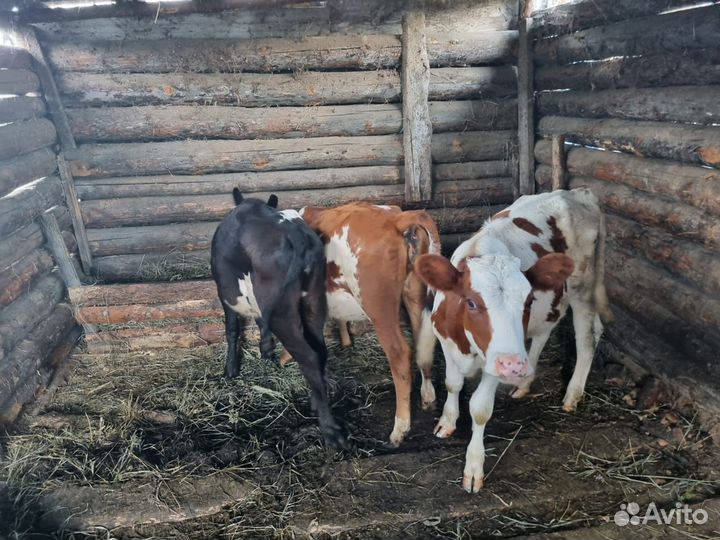 Телки, быки