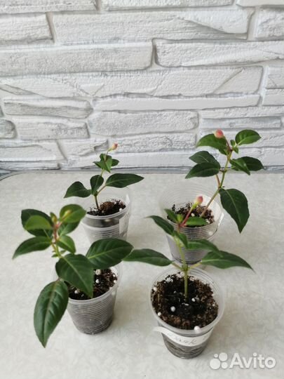 Фуксия сортовая Dark Eyes с бутонами