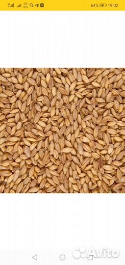 Ячмень первой в Армавире