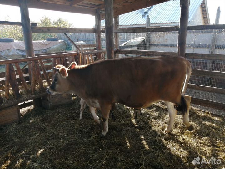 Тёлка Джерси, козочки, козлики