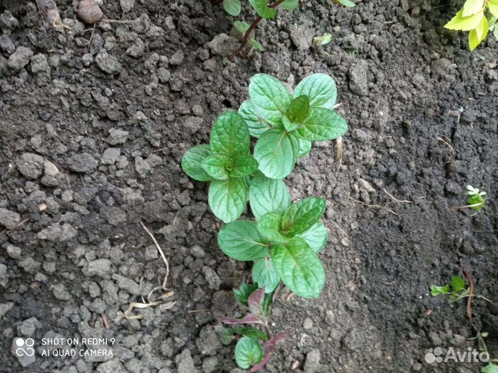 Мята ментоловая, мелисса лимонная