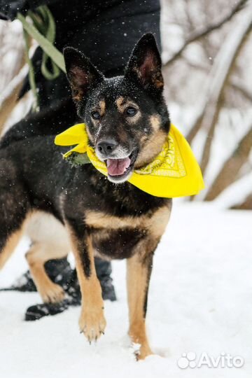 Собака душа в добрые руки