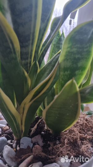 Сансевиерия футура суперба