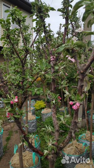 Яблоня колоновидная 