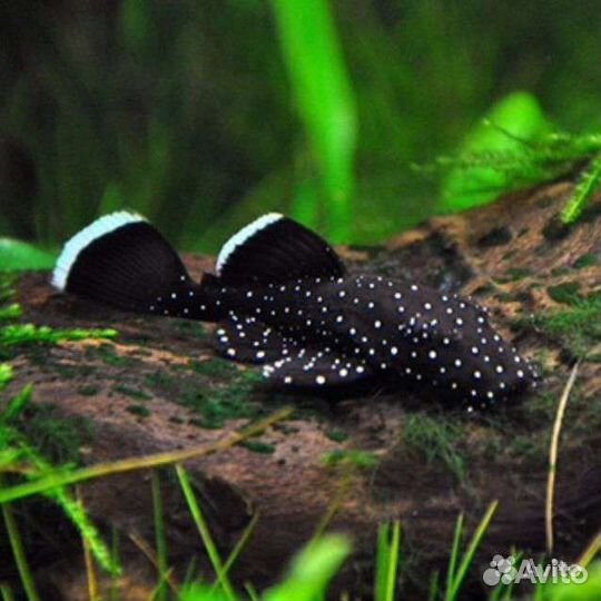 Аквариумные рыбки