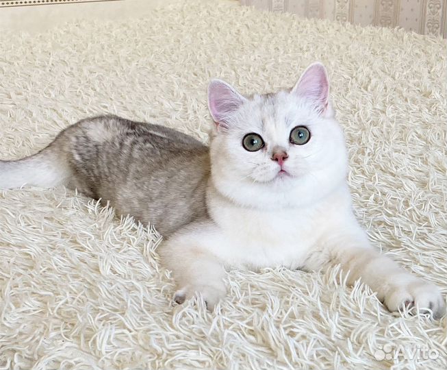 Великолепная серебристая шиншилла