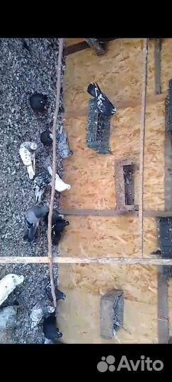 Николаевские голуби