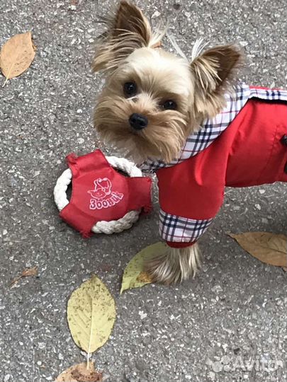 Йоркширский терьер мини вязка