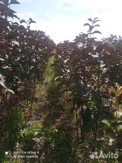 Яблоня «Роялти»