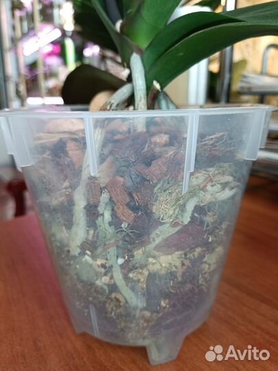 Орхидея бинти пелор