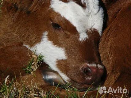 Выбор телёнка для фермы