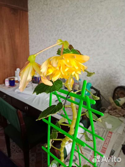 Бегония беллекония