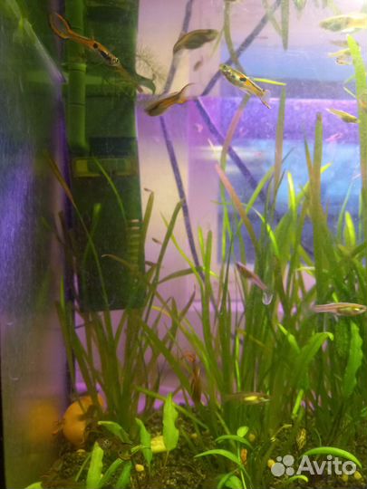 Гуппи эндлера