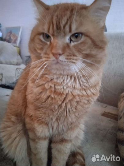 Котик Рыжка