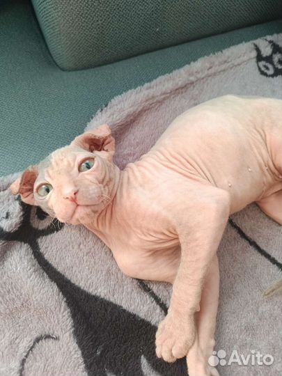 Сфинкс котенок, Левкой