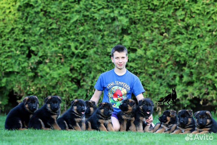 Щенки на любой вкус