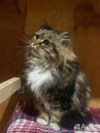 Кот и кошка ищут дом. С доставкой